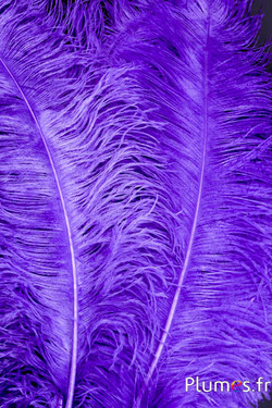 Autruche premium - 50-60 cm - lilas foncé